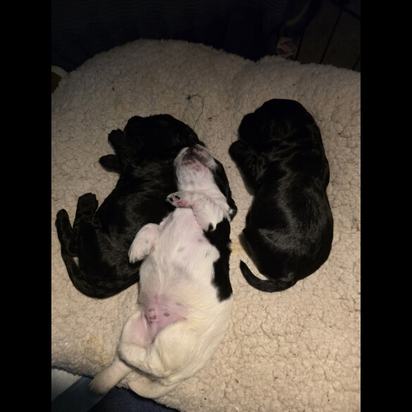 Cocker Spaniel (Working)