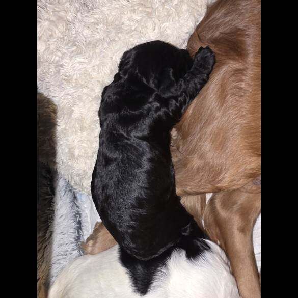 Cocker Spaniel (Working)