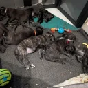 Cane Corso