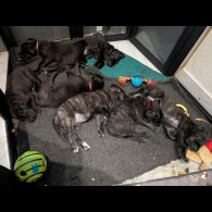 Cane Corso
