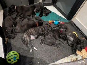 Cane Corso