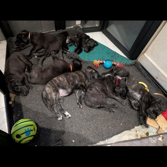 Cane Corso