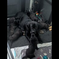 Cane Corso