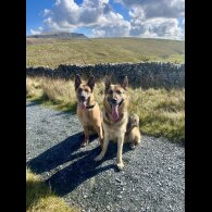 German Shepherd (Alsatian)