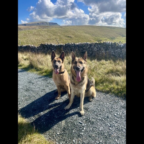 German Shepherd (Alsatian)