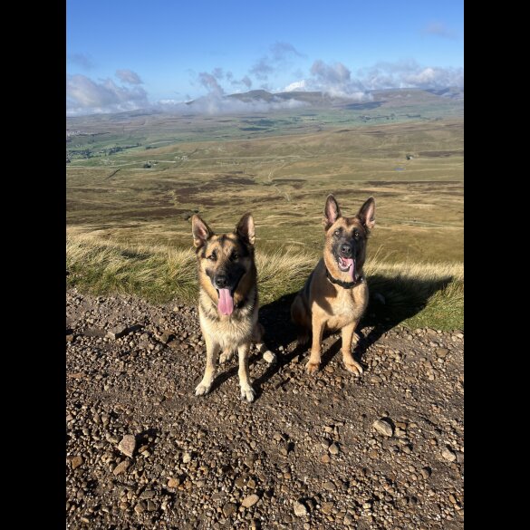 German Shepherd (Alsatian)