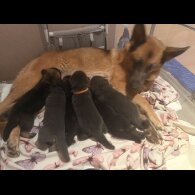 German Shepherd (Alsatian)