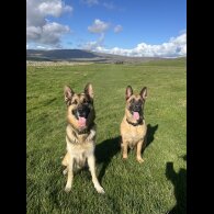 German Shepherd (Alsatian)