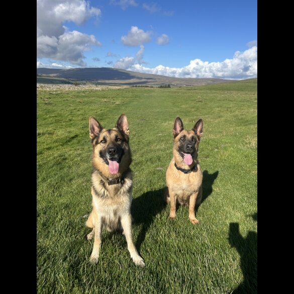 German Shepherd (Alsatian)