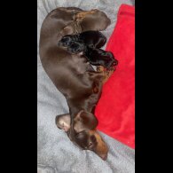 Dachshund (Smooth Haired)