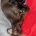 Dachshund (Smooth Haired)