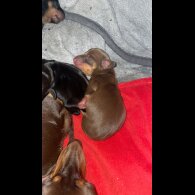 Dachshund (Smooth Haired)