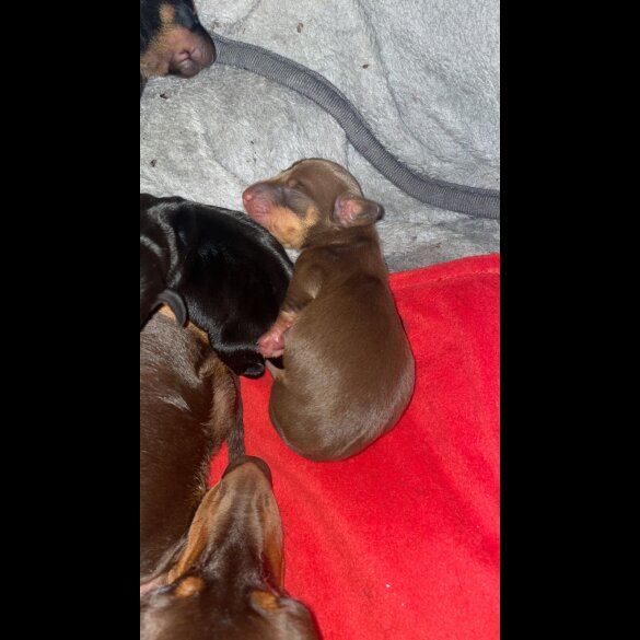 Dachshund (Smooth Haired)