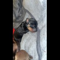 Dachshund (Smooth Haired)