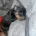 Dachshund (Smooth Haired)