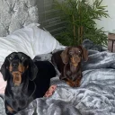 Dachshund (Smooth Haired)