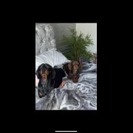 Dachshund (Smooth Haired)