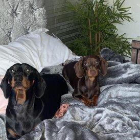 Dachshund (Smooth Haired)