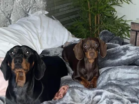 Dachshund (Smooth Haired)