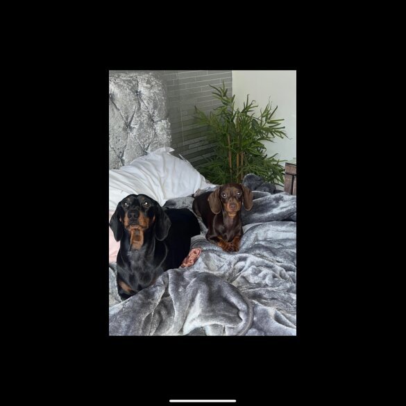 Dachshund (Smooth Haired)