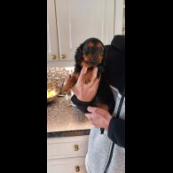 Dachshund (Smooth Haired)