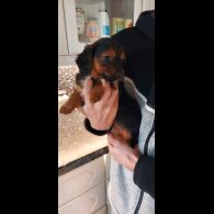 Dachshund (Smooth Haired)