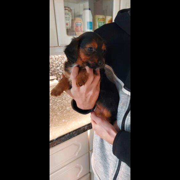 Dachshund (Smooth Haired)