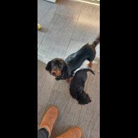 Dachshund (Smooth Haired)