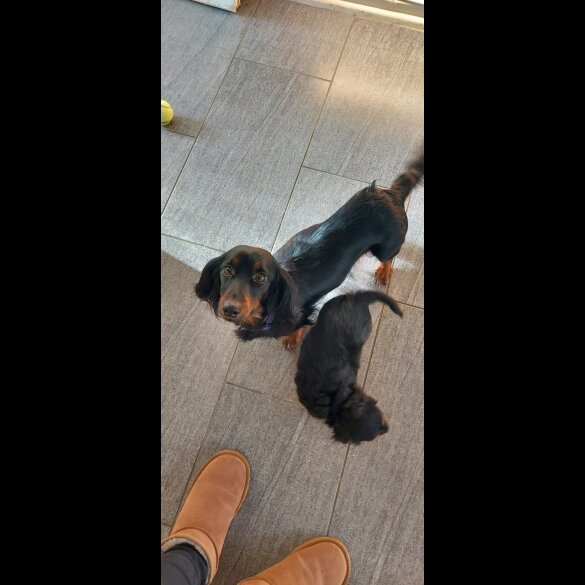 Dachshund (Smooth Haired)