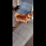 Dachshund (Smooth Haired)