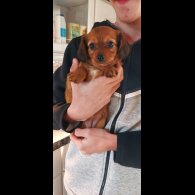 Dachshund (Smooth Haired)