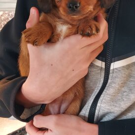 Dachshund (Smooth Haired)