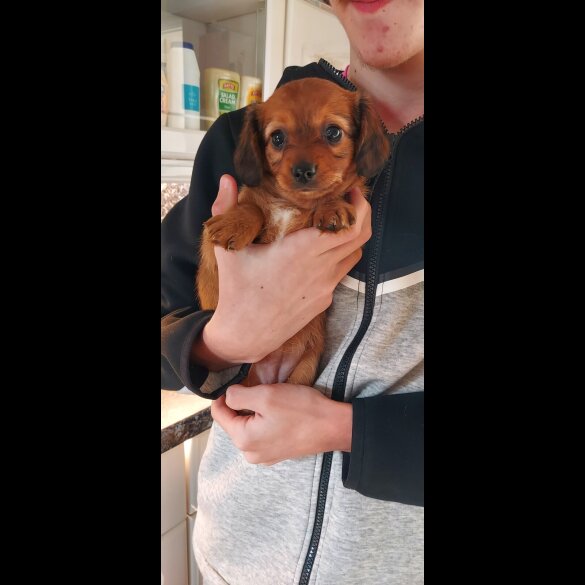 Dachshund (Smooth Haired)