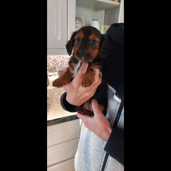 Dachshund (Smooth Haired)