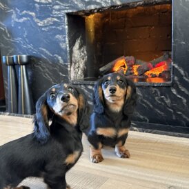 Dachshund (Miniature Long Haired)