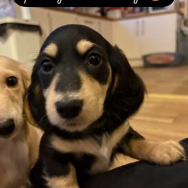 Dachshund (Miniature Long Haired)