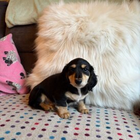 Dachshund (Miniature Long Haired)