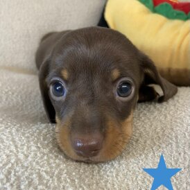 Dachshund (Miniature Smooth Haired)