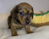 Dachshund (Miniature Smooth Haired)