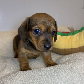 Dachshund (Miniature Smooth Haired)