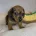 Dachshund (Miniature Smooth Haired)