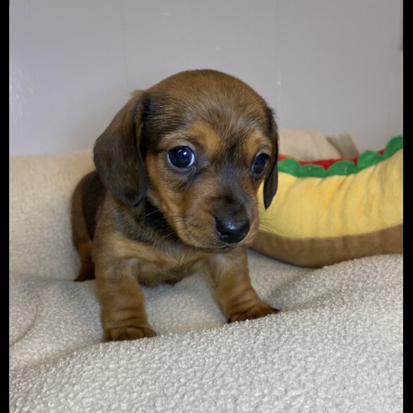 Dachshund (Miniature Smooth Haired)