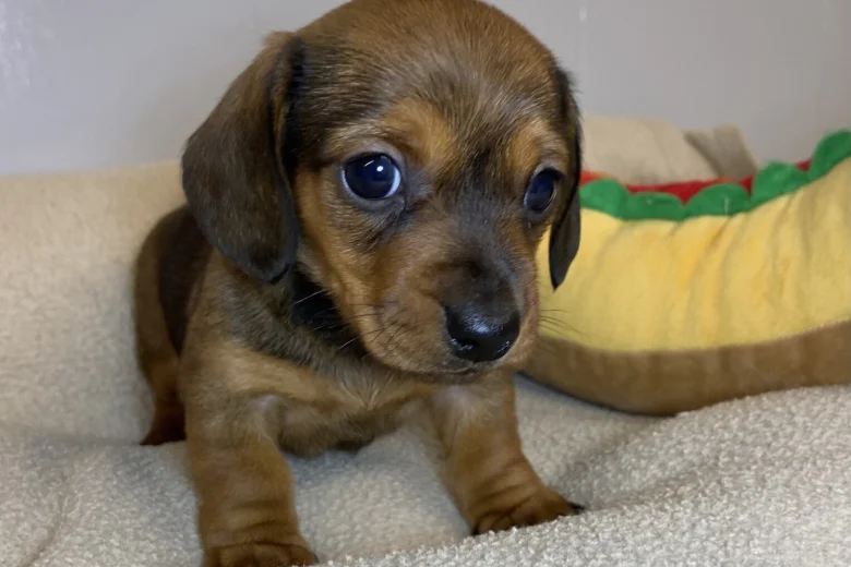 Dachshund (Miniature Smooth Haired)