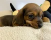 Dachshund (Miniature Smooth Haired)