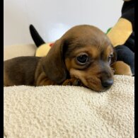 Dachshund (Miniature Smooth Haired)