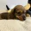 Dachshund (Miniature Smooth Haired)