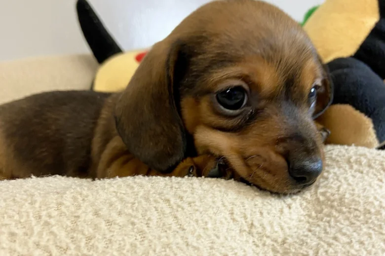 Dachshund (Miniature Smooth Haired)