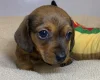 Dachshund (Miniature Smooth Haired)