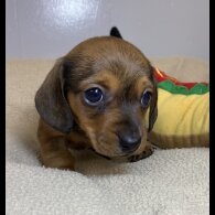 Dachshund (Miniature Smooth Haired)