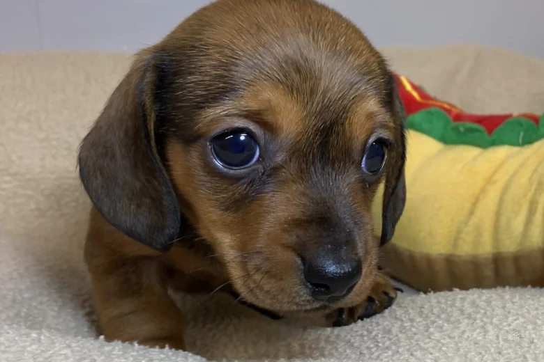 Dachshund (Miniature Smooth Haired)